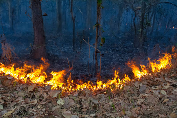 istock wildfire on mountain in thailand 874735274