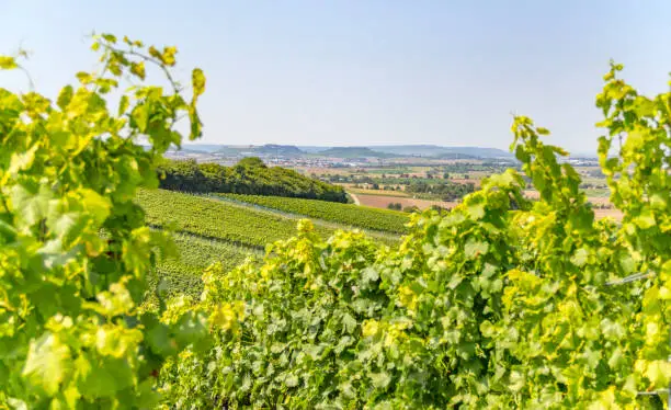 sunny winegrowing scenery in Hohenlohe, a area in Southern Germany at late summer time
