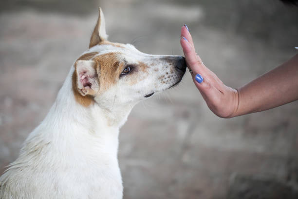istock woman hand and dog 874735568