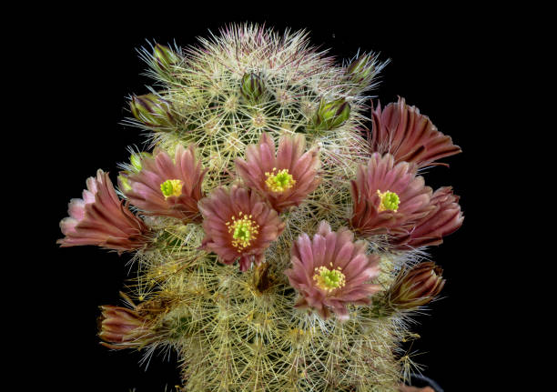 istock Cactus in a pot isolated on a black background 874735772