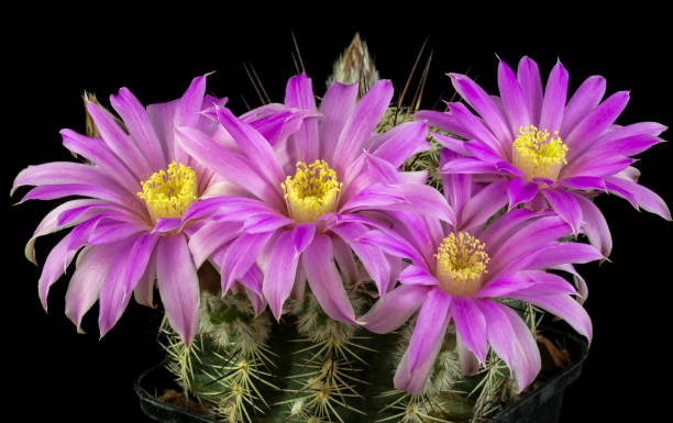 istock Cactus in a pot isolated on a black background 874735788