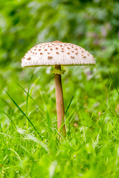 istock parasol mushroom closeup 874738368