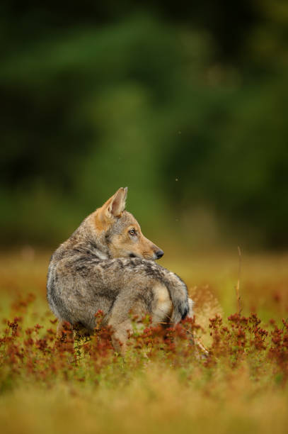 wilk patrzący wstecz w żółtej trawie - red wolf zdjęcia i obrazy z banku zdjęć