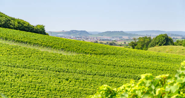 istock winegrowing scenery in Hohenlohe 874738450