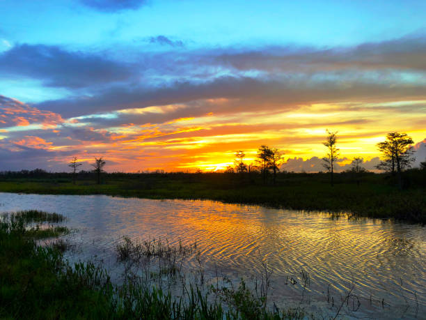 istock sunset silhouette in the cypress swamp 874745640
