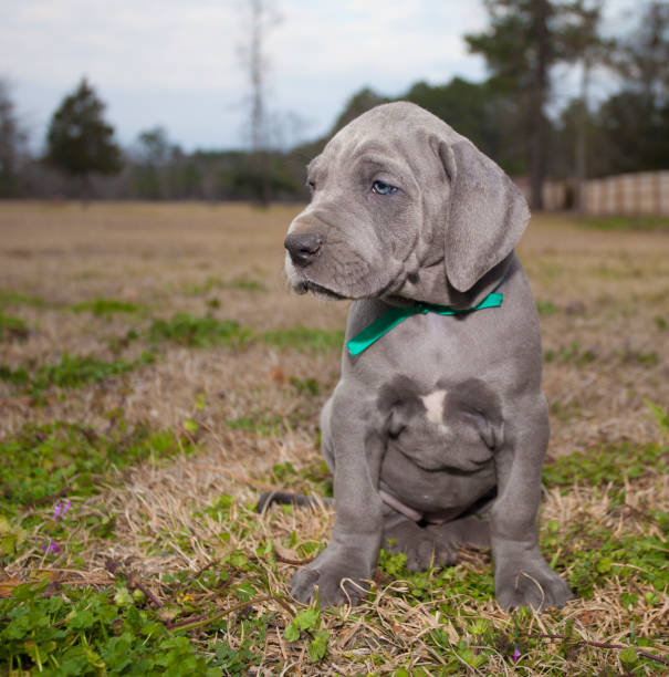 istock Purebred Great Dane puppy 874745948