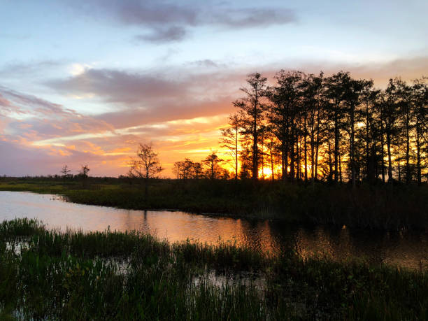 istock sunset silhouette in the cypress swamp 874746128