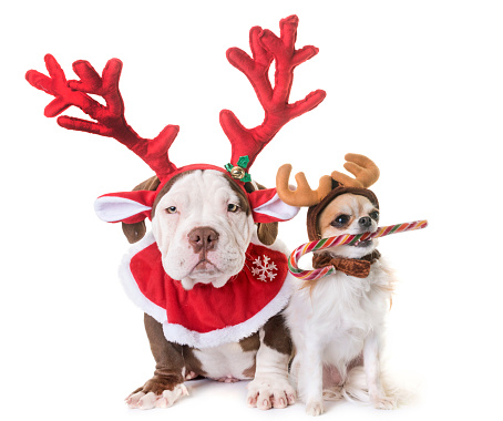 puppy american bully, chihuahua and christmas in front of white background