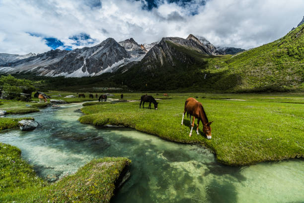 istock Daocheng Aden scenic spot, Sichuan 874746866