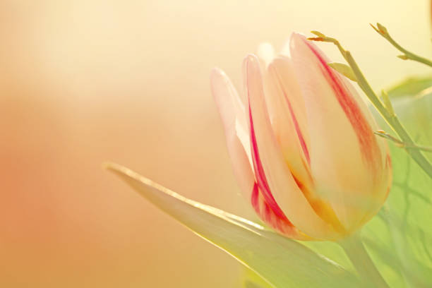 istock White pink tulip flower on a blurred background 874752356