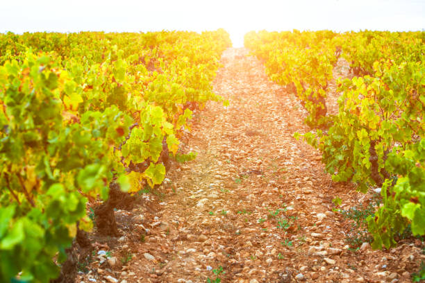 istock Vineyards in autumn in Rioja. Spain 874756756