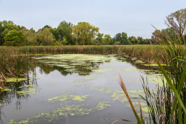 Swamp leading to Minnetonka lake