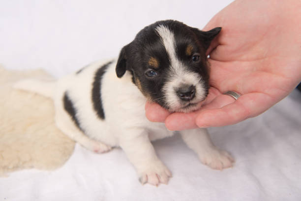 istock small dog puppy with hands - Jack Russell Terrier - 20 days old 874761180