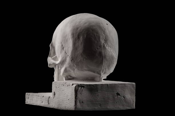 istock anatomical plaster skull bust sculpture on the black background 874764152