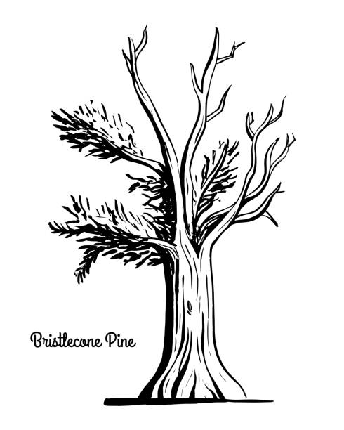 illustrazioni stock, clip art, cartoni animati e icone di tendenza di illustrazione albero di schizzo pino setolenone - bristlecone pine