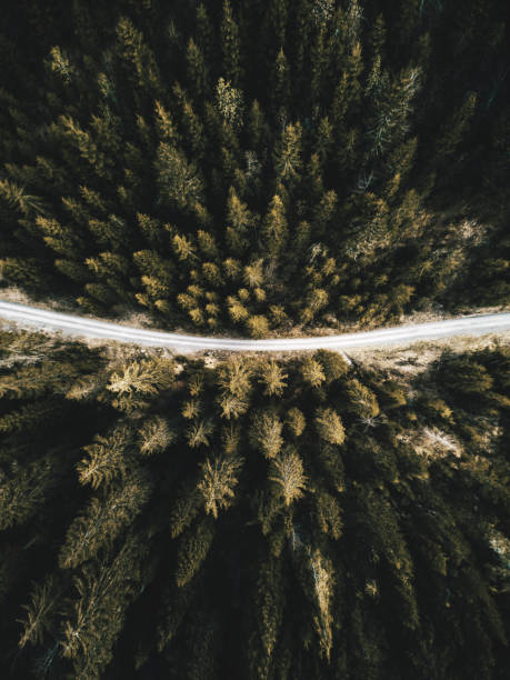 istock summer forest aerial view in switzerland 874764370