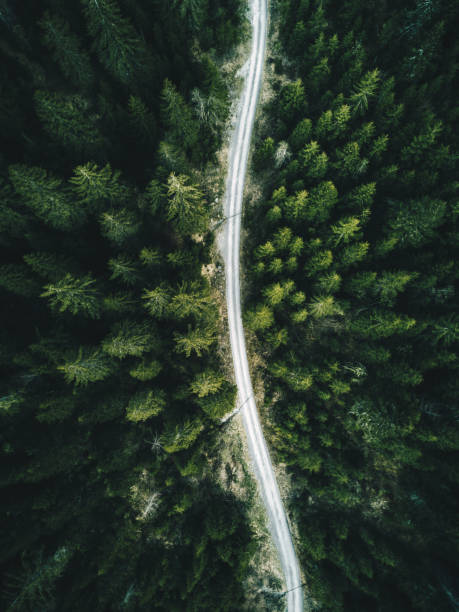 istock summer forest aerial view in switzerland 874764550