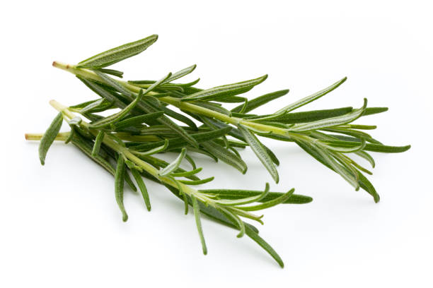 istock Rosemary isolated on white background, Top view. 874771696