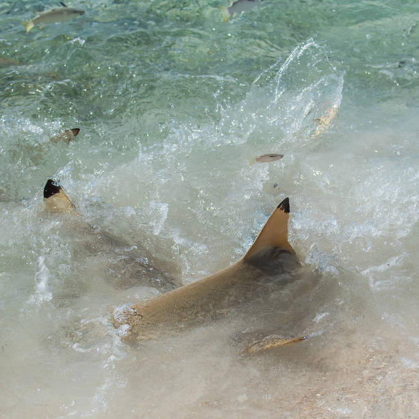 istock Exotic fish jumping outside the water 874775826