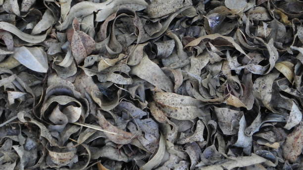 istock dry leaves lying on the ground 874778564