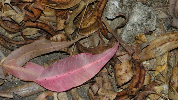 istock dry leaves lying on the ground 874780680