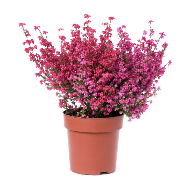 istock bell heather plant with pink flowers 874781866