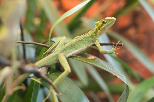 istock close up on iguana casquehead leamanctus longipes 874787506