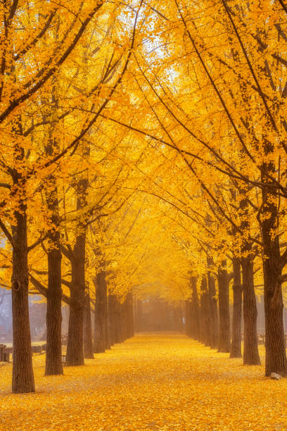 istock Autumn Ginkgo nami island in Korea. 874787814