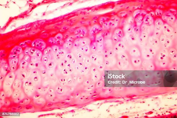 Cartílago Hialino De Tráquea Humana Foto de stock y más banco de imágenes de Con manchas - Con manchas, Teñido con hematoxilina y eosina, Animal microscópico