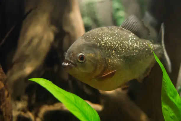 close up on piranha fish