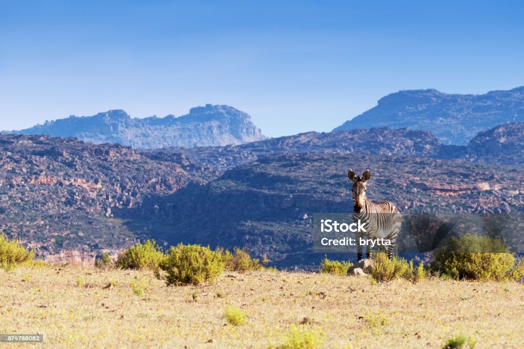 Cape mountain zebra in the Cederberg Mountains area , South Africa Cape mountain zebra looking at the camera  in the Cederberg Mountain landscape with fynbos , Western Cape Province,South Africa. South Africa Stock Photo