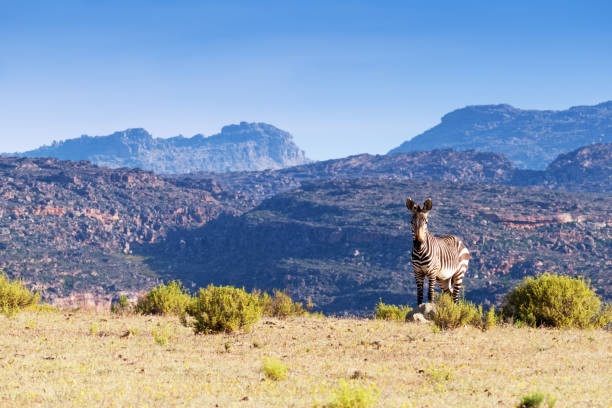 Cape mountain zebra in the Cederberg Mountains area , South Africa Cape mountain zebra looking at the camera  in the Cederberg Mountain landscape with fynbos , Western Cape Province,South Africa. fynbos photos stock pictures, royalty-free photos & images