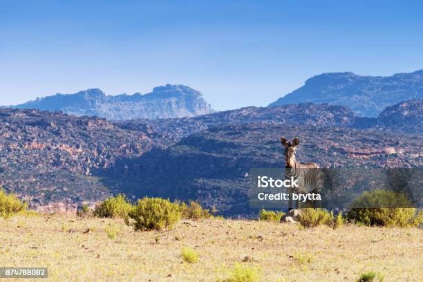 Cape Mountain Zebra In The Cederberg Mountains Area South Africa Stock Photo - Download Image Now