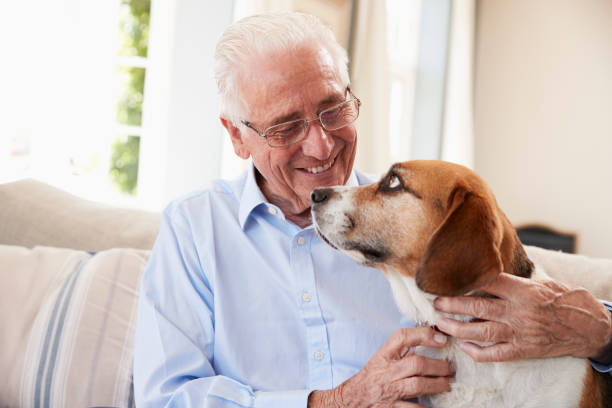 istock Senior Man Sitting On Sofa At Home With Pet Beagle Dog 874788352