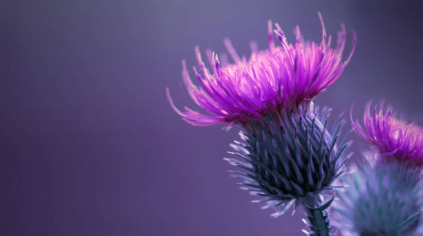 sfondo floreale blu-viola.  fiore di cardo spinoso rosa. un fiore rosa su sfondo blu. primo piano.  natura. - cardo foto e immagini stock