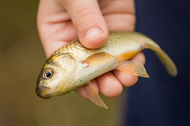istock crucian in child hand 874788934