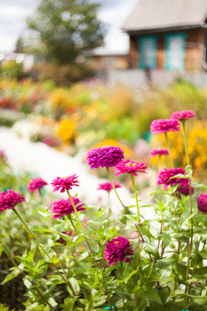 istock Beautiful garden flowers 874789206
