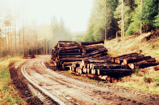 Stacks of newly felled logs on a forest access road.