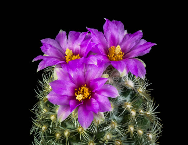 istock Cactus in a Pot Isolated on a black background 874791650