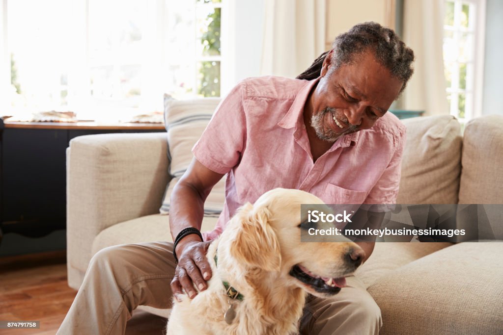 Senior Man Sitting On Sofa At Home With Pet Labrador Dog Dog Stock Photo