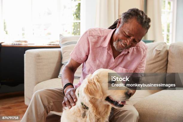 Senior Man Sitting On Sofa At Home With Pet Labrador Dog Stock Photo - Download Image Now