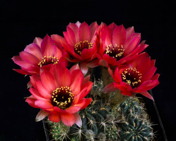 istock Cactus in a Pot Isolated on a black background 874791776