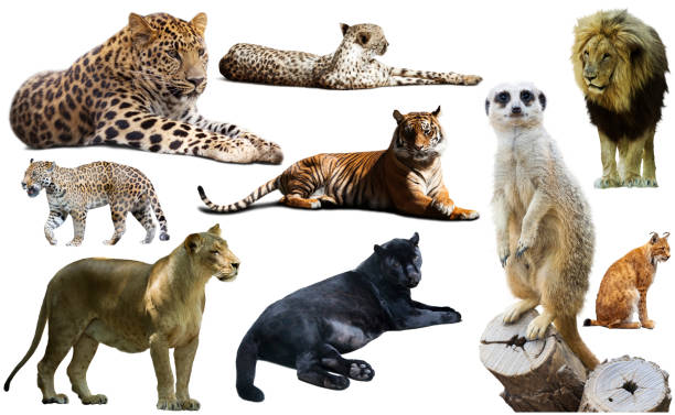 istock Set of African predators isolated over white 874791818