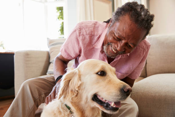 istock Senior Man Sitting On Sofa At Home With Pet Labrador Dog 874791840