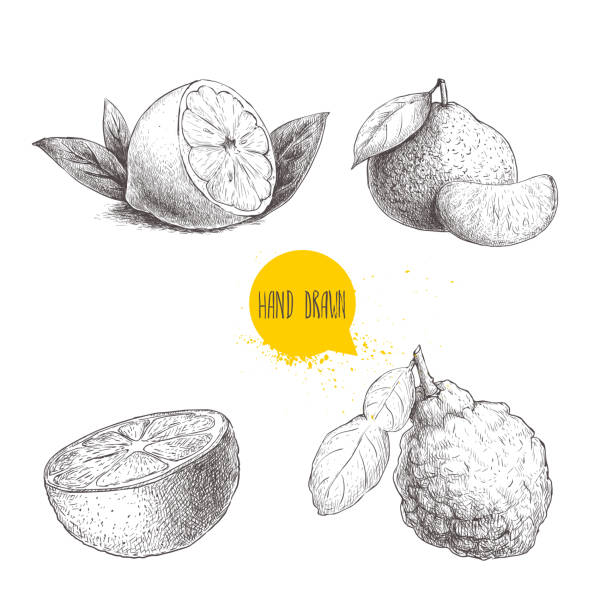 illustrazioni stock, clip art, cartoni animati e icone di tendenza di set di agrumi in stile schizzo disegnato a mano. metà limone, lime, mandarino, mandarino, fetta d'arancia e bergamotto con foglia. illustrazioni di cibo organico vettoriale sfondo ob bianco isolato. - lime ripe fruit citrus fruit