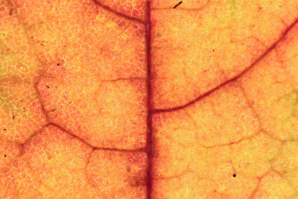 istock Dry Leaf Texture. Macro Closeup. Natural Organic Background. Transparent Floral Pattern. 874793148