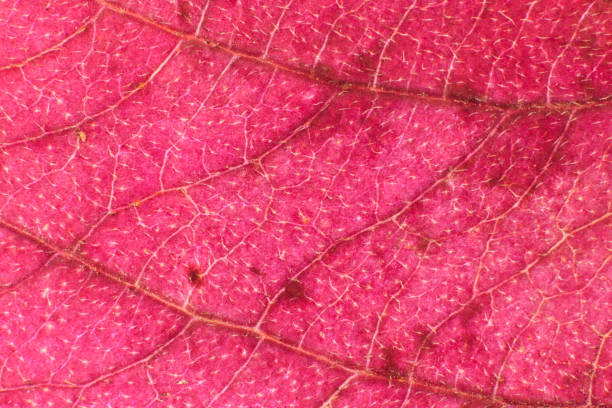 istock Lilac Dry Leaf Texture. Macro Closeup. Natural Organic Background. Transparent Floral Pattern. 874793458