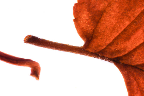 Isolated Dry Leaf Texture. Letter S. Natural Organic Floral Pattern.