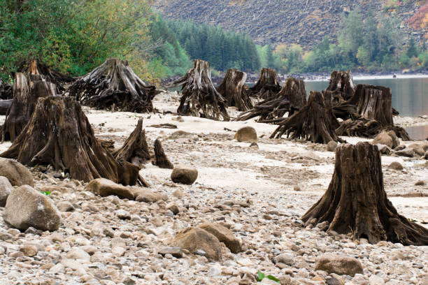 istock Tree stumps after deforestation located around Alpine lake in Austria 874793896