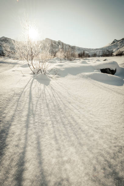 Frozen winter tree in North Norway in full sunlight in a snow covered landscape with direct sunlight.